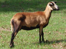 oaie american blackbelly (camerun)femele