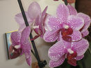 PHALAENOPSIS