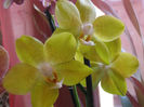 PHALAENOPSIS