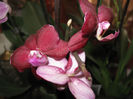 Phalaenopsis I-Hsin Black Jack (Mr.Hyde)
