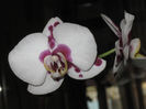 PHALAENOPSIS