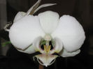 PHALAENOPSIS