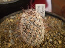 Mammillaria microcarpa