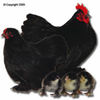 BANTAM_COCHIN_BLACK