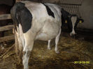 SAM_2503 (Copy)