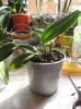 CATTLEYA