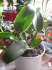 CATTLEYA