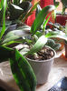CATTLEYA