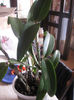 CATTLEYA