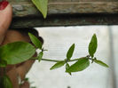 Solanum jasminoides boboci