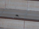 DSCN6745_2223