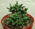 Trichodiadema densum