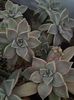 Graptopetalum paraguayense