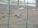 DSCN6817_2295