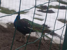 DSCN6819_2297