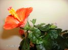 octombrie 2012 029