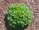 Ocimum_basilicum_'Minette'