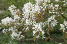 amelanchier lamarkii 20