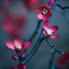 blossom_by_jez92