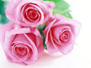 trei-trandafiri-wallpapers_5644_1600x1200