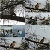 collage7