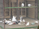 Picture 031