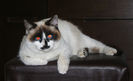 Mitu