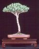 Italian pine tree bonsai