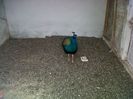 paun comun