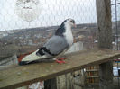 mascul 2012