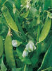 Mazare dulce- Pisum sativum.