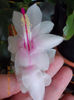21-22 febr 2013-flori 001