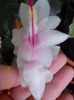 21-22 febr 2013-flori 002