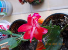 21-22 febr 2013-flori 040