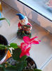21-22 febr 2013-flori 044