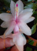 21-22 febr 2013-flori 048