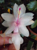 21-22 febr 2013-flori 049