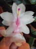 21-22 febr 2013-flori 053