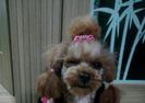 cutzu minzy new 2013