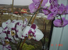 Picture 1234