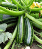 Dovlecel zucchini Cocozel