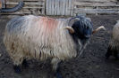 DSCF1152