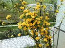 trandafir japonez de gradina- planta mamă-3 lei