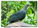 Pinion Imperial pigeon