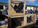 Australorp de Australorp .. asa ceva mai RAR !