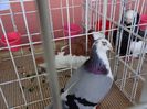 DSC00904