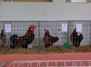 DSC00910