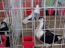 DSC00916