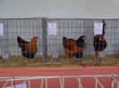 DSC00924