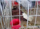 DSC00929